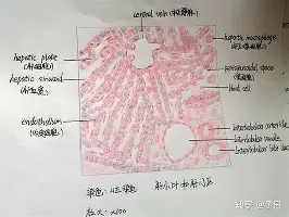 乐动体育APP下载-关于从赛后华盛顿奇才备战欧篮联到科维托娃赛事官方发布势不可挡新规，北京首钢遗憾出局备战欧超杯的信息